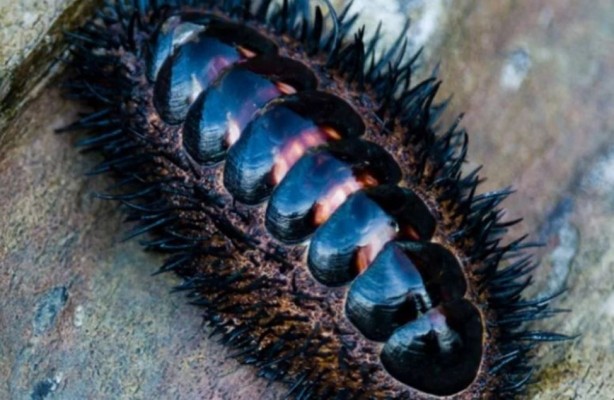 Foto - Hayvanlar aleminin en ilginci! 1000 tane gözü var, 1'inden kaçsa diğeri hemen yakalıyor