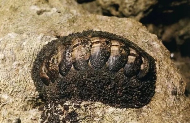 Hayvanlar aleminin en ilginci! 1000 tane gözü var, 1'inden kaçsa diğeri hemen yakalıyor