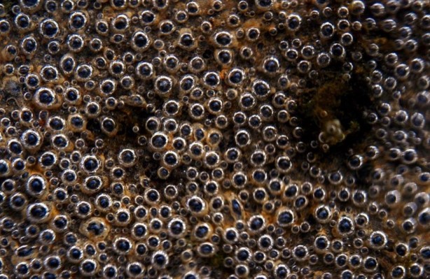 Foto - Hayvanlar aleminin en ilginci! 1000 tane gözü var, 1'inden kaçsa diğeri hemen yakalıyor