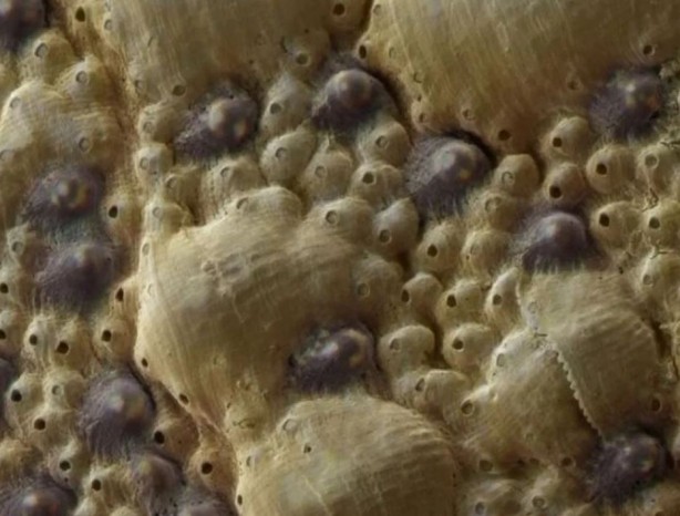 Foto - Hayvanlar aleminin en ilginci! 1000 tane gözü var, 1'inden kaçsa diğeri hemen yakalıyor