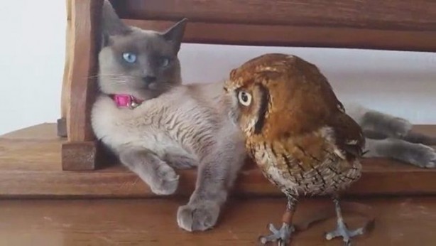 Foto - Hayvanlar aleminin ilginç dostlukları