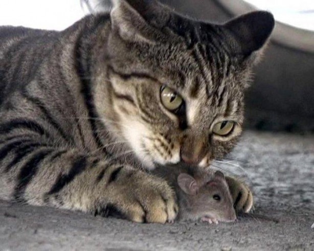 Foto - Hayvanlar aleminin ilginç dostlukları