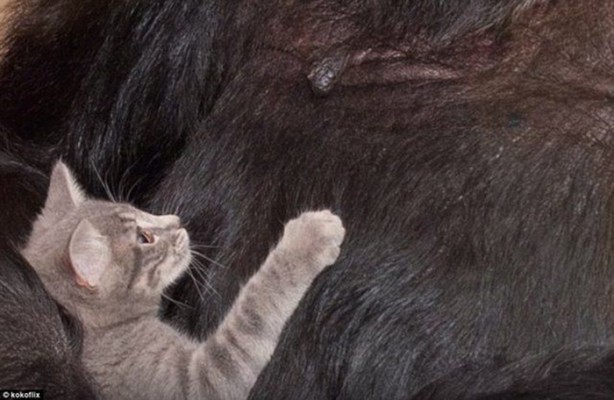 Foto - Hayvanlar aleminin ilginç dostlukları