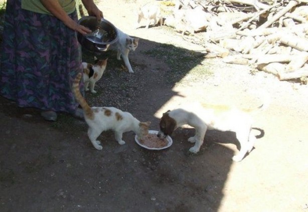 Foto - Hayvanlar aleminin ilginç dostlukları