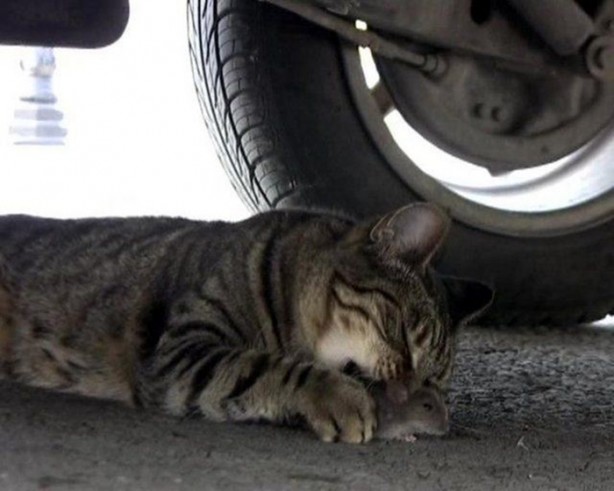 Foto - Hayvanlar aleminin ilginç dostlukları