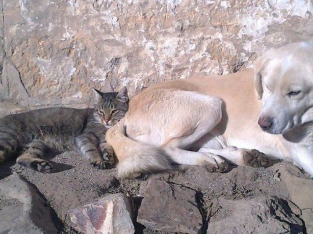 Foto - Hayvanlar aleminin ilginç dostlukları