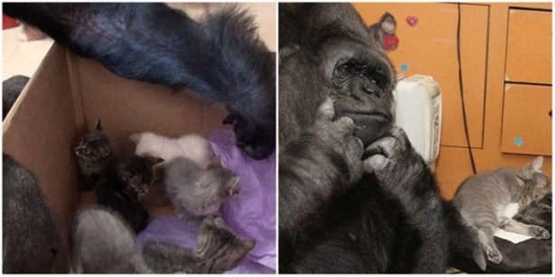 Foto - Hayvanlar aleminin ilginç dostlukları