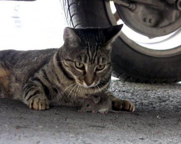 Foto - Hayvanlar aleminin ilginç dostlukları