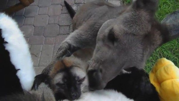 Foto - Hayvanlar aleminin ilginç dostlukları