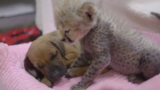 Foto - Hayvanlar aleminin ilginç dostlukları