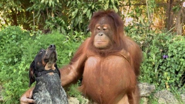 Foto - Hayvanlar aleminin ilginç dostlukları