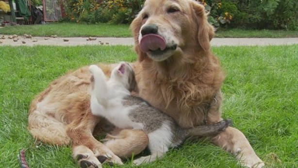 Foto - Hayvanlar aleminin ilginç dostlukları