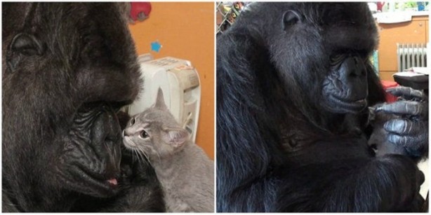 Foto - Hayvanlar aleminin ilginç dostlukları