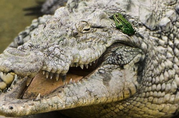 Foto - Hayvanlar aleminin ilginç dostlukları