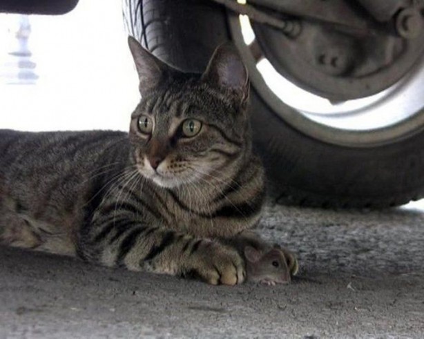 Foto - Hayvanlar aleminin ilginç dostlukları