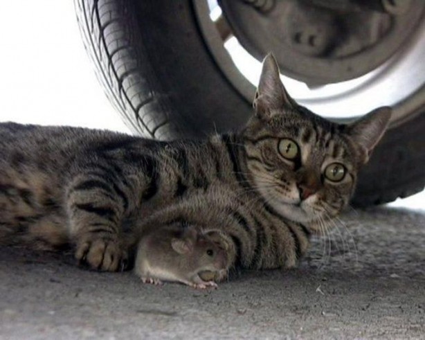 Foto - Hayvanlar aleminin ilginç dostlukları
