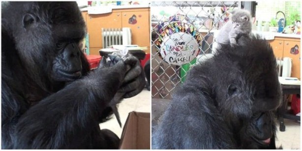 Foto - Hayvanlar aleminin ilginç dostlukları