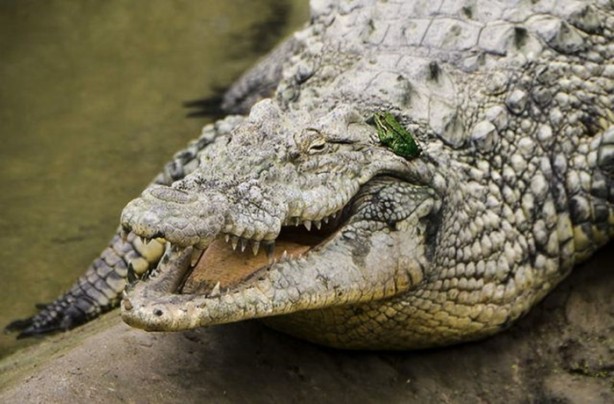 Hayvanlar aleminin ilginç dostlukları