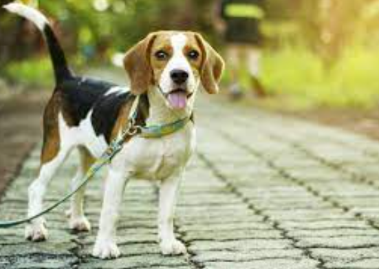 Foto - Hayvanlar depremi önceden nasıl hisseder? Bilim insanları açıkladı: İşte nedeni