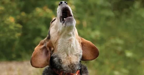 Foto - Hayvanlar depremi önceden nasıl hisseder? Bilim insanları açıkladı: İşte nedeni