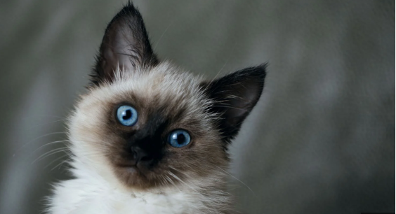 Foto - Hayvanlar depremi önceden nasıl hisseder? Bilim insanları açıkladı: İşte nedeni