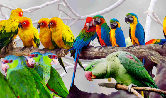 Foto - Hayvanlar depremi önceden nasıl hisseder? Bilim insanları açıkladı: İşte nedeni