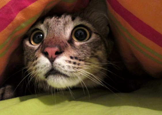 Foto - Hayvanlar depremi önceden nasıl hisseder? Bilim insanları açıkladı: İşte nedeni