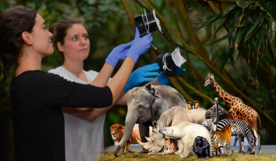 Foto - Hayvanlar depremi önceden nasıl hisseder? Bilim insanları açıkladı: İşte nedeni