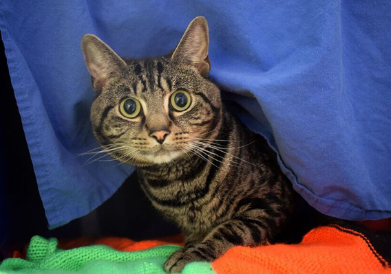 Foto - Hayvanlar depremi önceden nasıl hisseder? Bilim insanları açıkladı: İşte nedeni