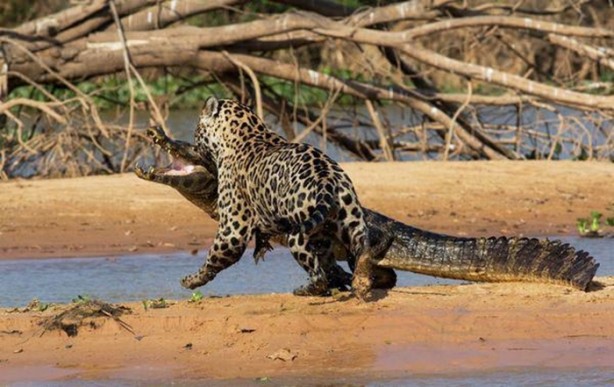 Foto - Hayvanlar dünyasından vahşi görüntüler!