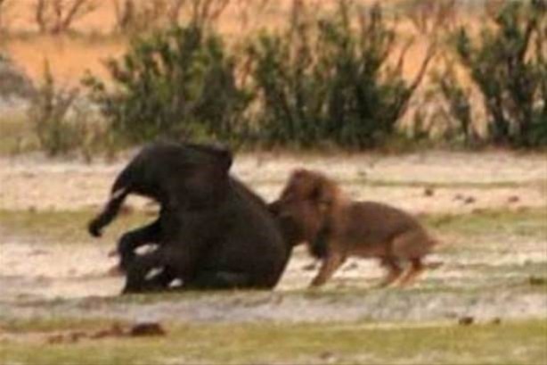 Foto - Hayvanlar dünyasından vahşi görüntüler!