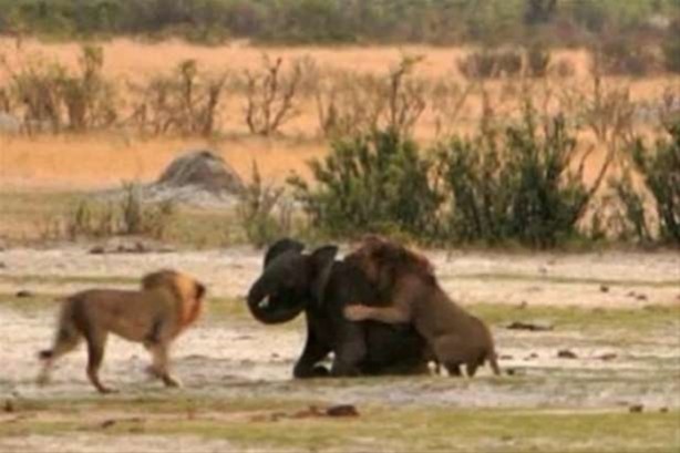 Foto - Hayvanlar dünyasından vahşi görüntüler!