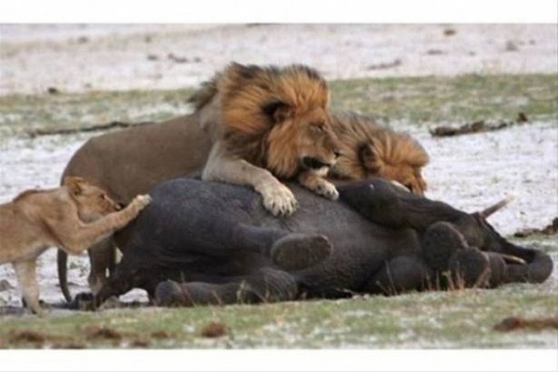 Foto - Hayvanlar dünyasından vahşi görüntüler!