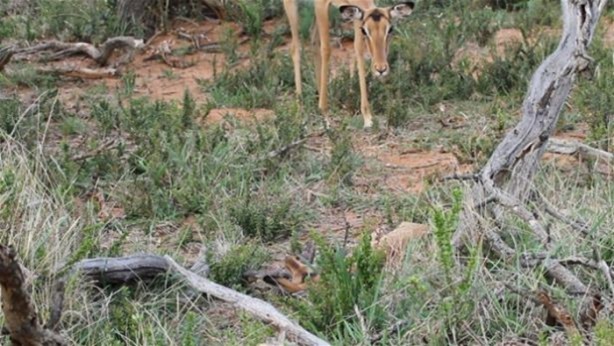 Foto - Hayvanlar dünyasından vahşi görüntüler!