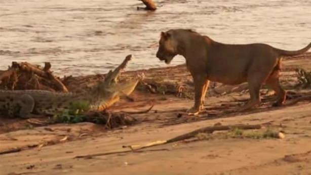 Foto - Hayvanlar dünyasından vahşi görüntüler!