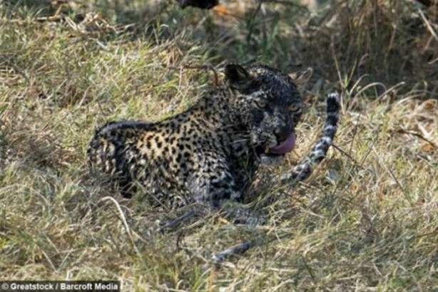Foto - Hayvanlar dünyasından vahşi görüntüler!