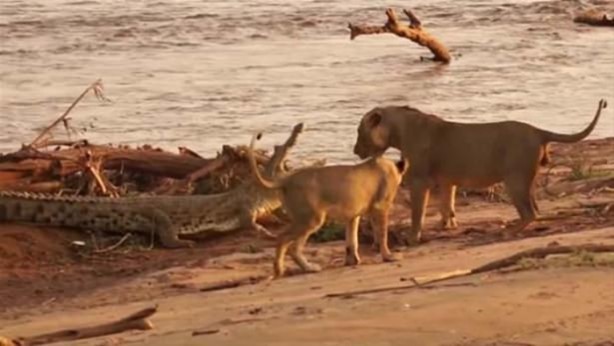 Foto - Hayvanlar dünyasından vahşi görüntüler!