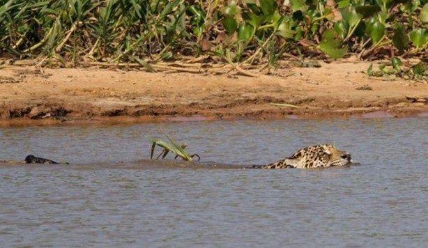 Foto - Hayvanlar dünyasından vahşi görüntüler!