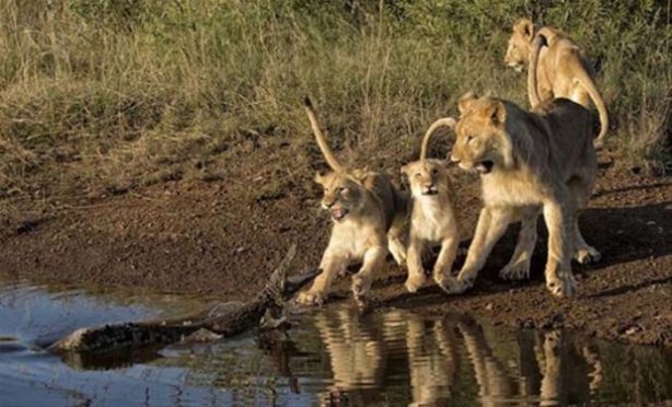 Foto - Hayvanlar dünyasından vahşi görüntüler!