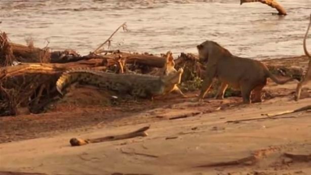 Foto - Hayvanlar dünyasından vahşi görüntüler!