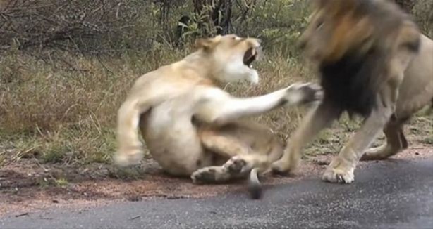 Foto - Hayvanlar dünyasından vahşi görüntüler!