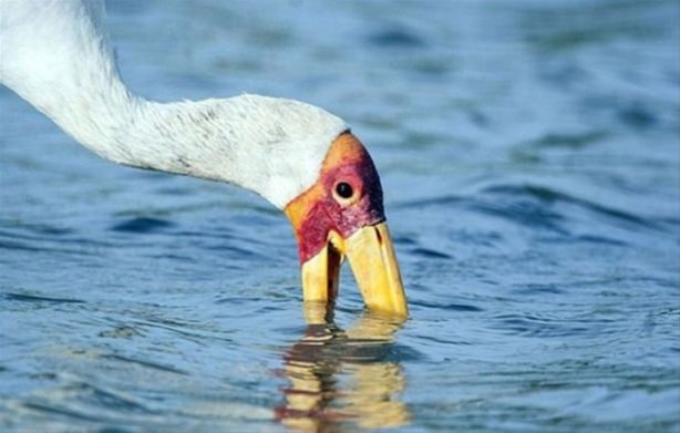 Foto - Hayvanlar dünyasından vahşi görüntüler!