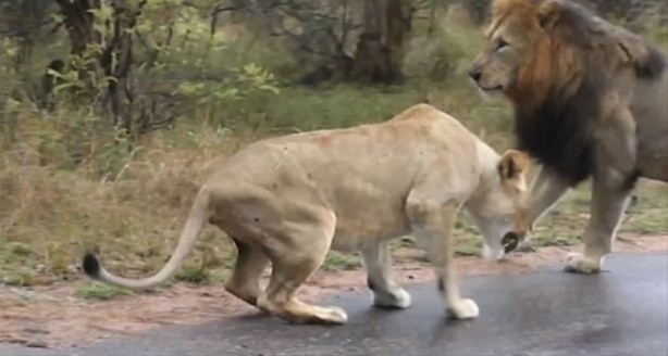 Foto - Hayvanlar dünyasından vahşi görüntüler!