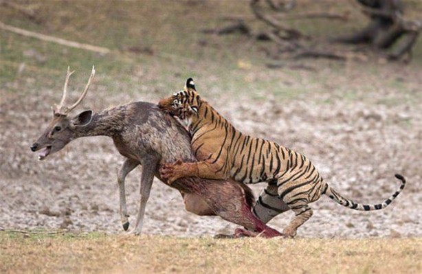  Hayvanlar dünyasından vahşi görüntüler!