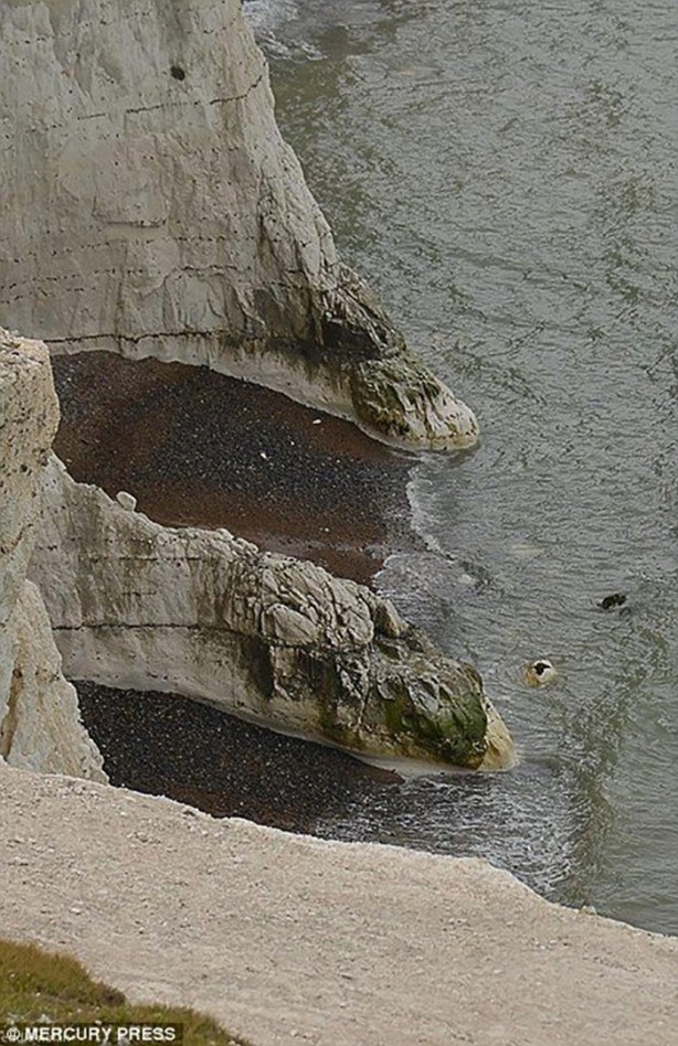 Foto - Hayvanlar dünyasından vahşi görüntüler!