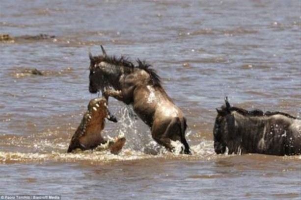 Foto - Hayvanlar dünyasından vahşi görüntüler!