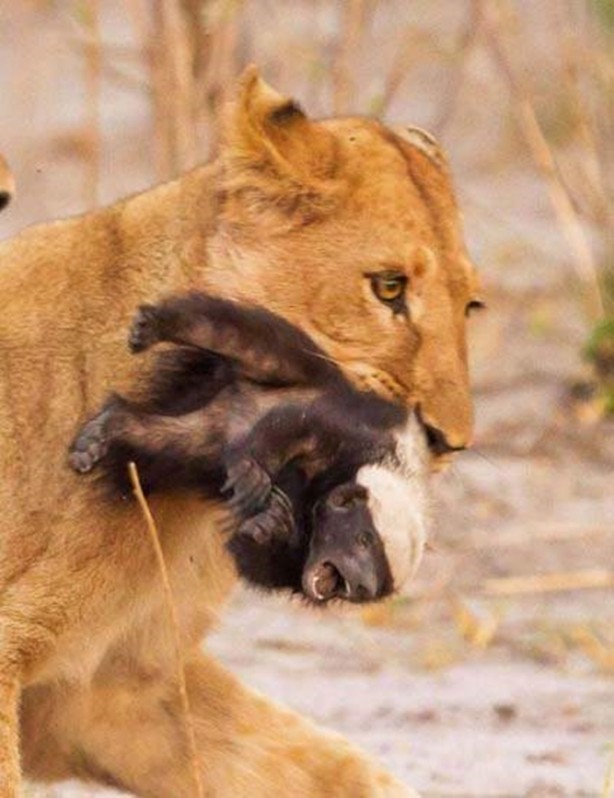 Foto - Hayvanlar dünyasından vahşi görüntüler!