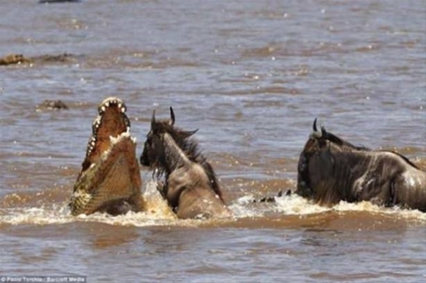 Foto - Hayvanlar dünyasından vahşi görüntüler!