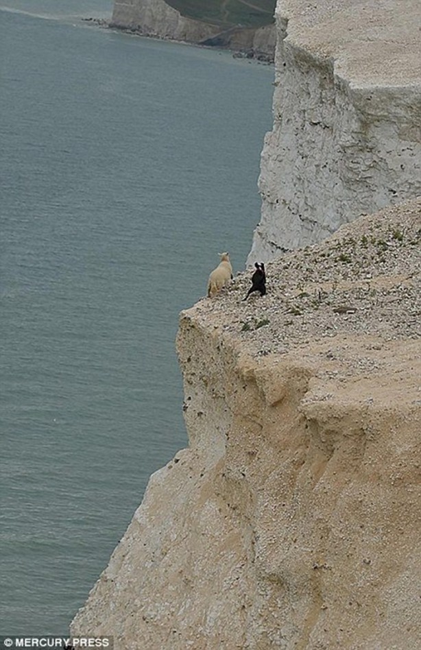 Foto - Hayvanlar dünyasından vahşi görüntüler!
