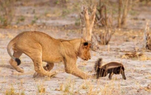 Foto - Hayvanlar dünyasından vahşi görüntüler!